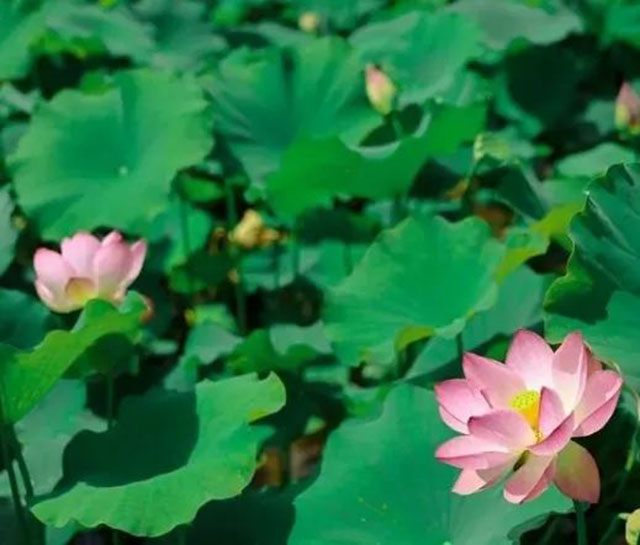 賞花、拍照、逛樂(lè)園......一起坐公交探尋酒城美景吧~