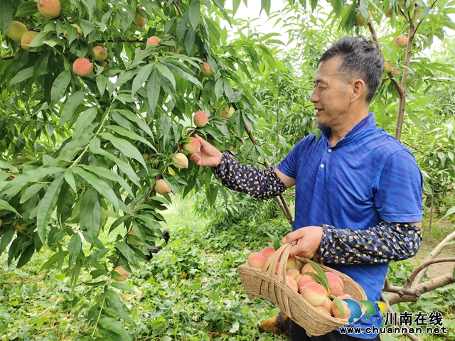 瀘縣天興鎮(zhèn)：甜蜜盛夏，生態(tài)鮮桃采摘忙
