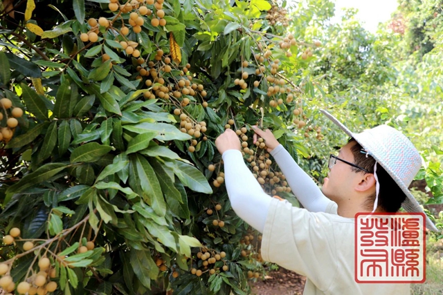 預(yù)計(jì)產(chǎn)量7萬噸！瀘縣龍眼正陸續(xù)上市（附訂購方式）