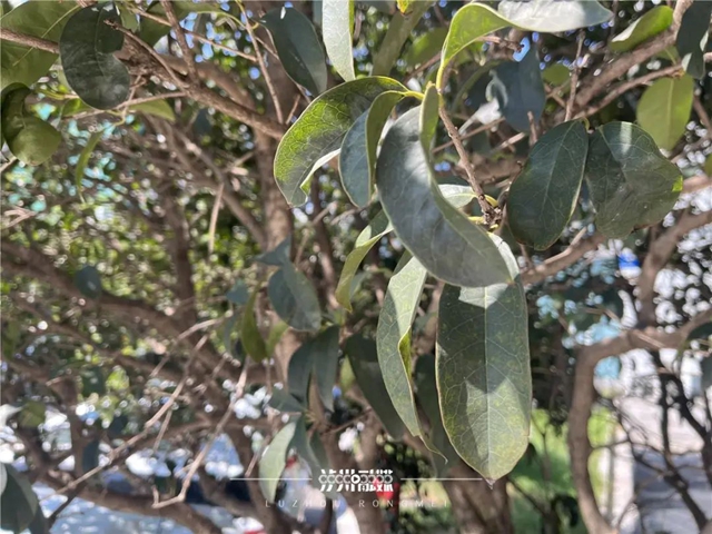 今年，瀘州的桂花為何“爽約”了？