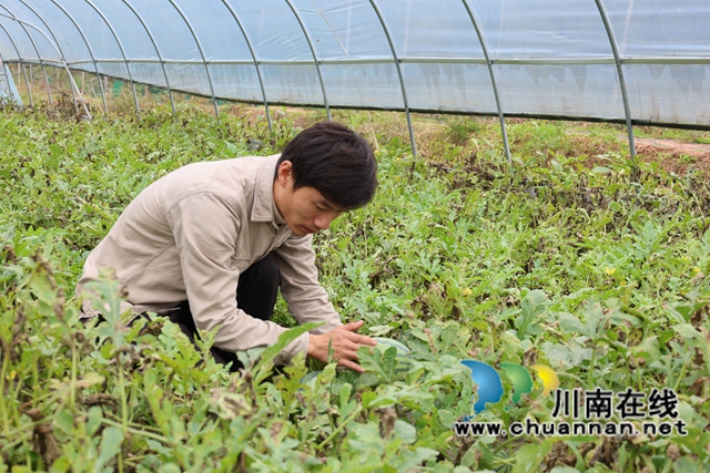 顏杰在瓜田里穿梭忙碌，嫻熟地采摘、打包秋西瓜。.JPG