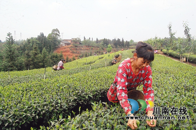 圖1：茶產業(yè)讓村民不出就掙錢.jpg