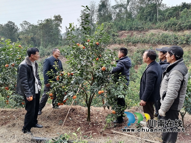 指導(dǎo)村民對(duì)柑橘樹進(jìn)行管理.jpg