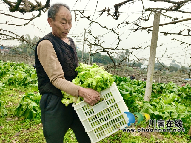 瀘縣得勝鎮(zhèn)罐頂山村零散勞動力在紫桂緣家庭農(nóng)場搬運砍好的兒菜.jpg