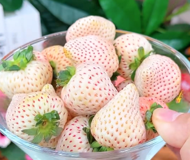 【謠言】草莓：最臟的水果！我甚至想勸你多吃……