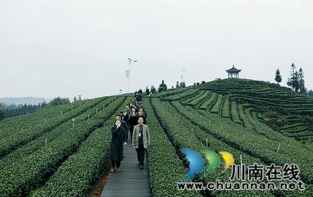 參加四川省第十二屆茶葉開采活動(dòng)周的領(lǐng)導(dǎo)和嘉賓現(xiàn)場(chǎng)考察梅嶺村二月亭茶園。王超明-攝.jpg