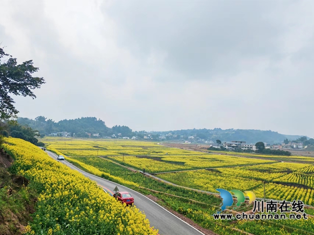 汽車開進(jìn)油菜花海（曾佐然攝）.jpg