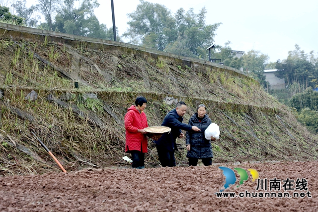 在瀘州市龍馬潭區(qū)胡市鎮(zhèn)來寺村的集中育苗點，農技人員正在指導農戶們播種高粱。-謝汶萍攝.jpg