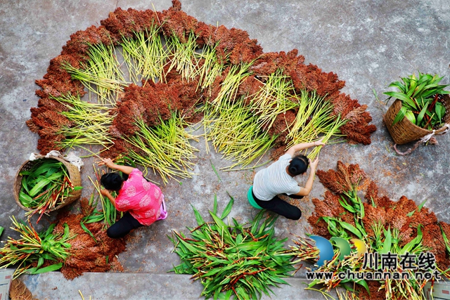 龍馬潭有機(jī)高粱.jpg