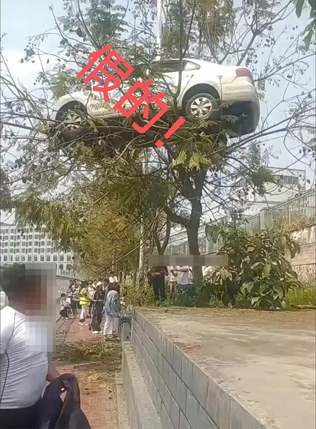 宜賓一駕校為拍視頻吸引流量，吊車上樹制作虛假信息！相關(guān)部門：約談并要求刪除視頻