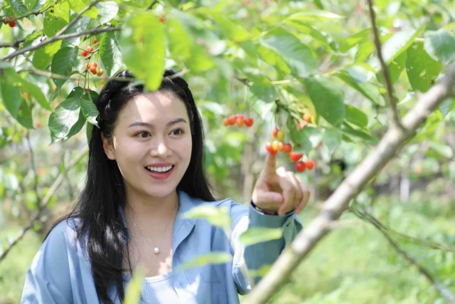 速搶！免費入園，來龍馬潭實現(xiàn)櫻桃自由！