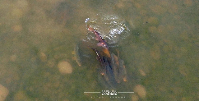 魚2.jpg