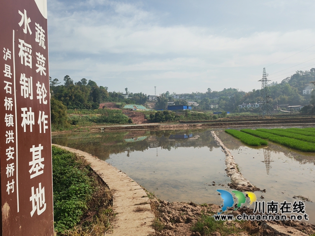 紅安橋村水稻制種、蔬菜輪作基地（曾佐然攝）.jpg