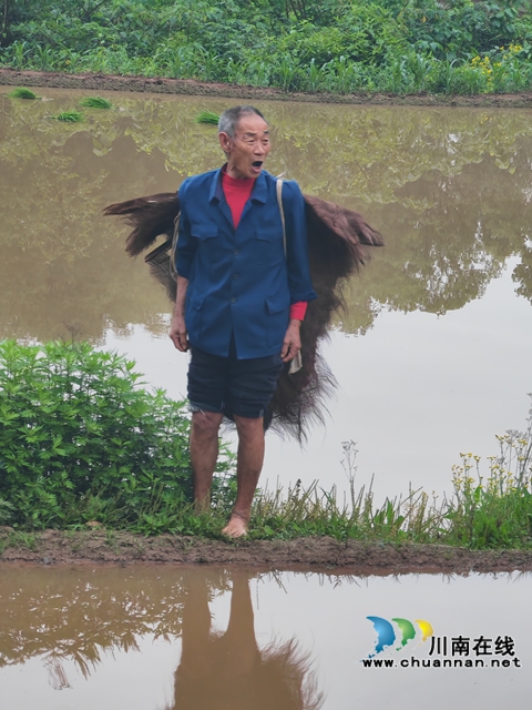 易鳳清老人在插秧現(xiàn)場(chǎng)（曾佐然攝）.jpg