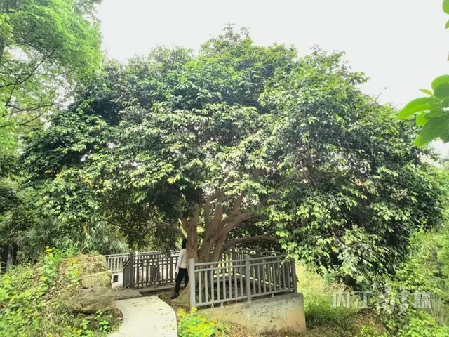 古樹2.jpg