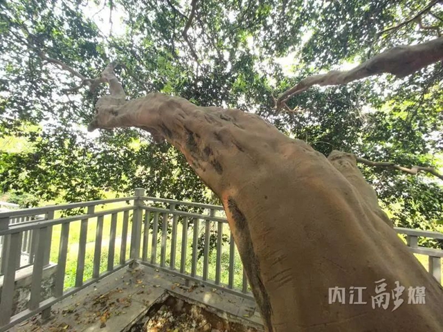 古樹4.jpg