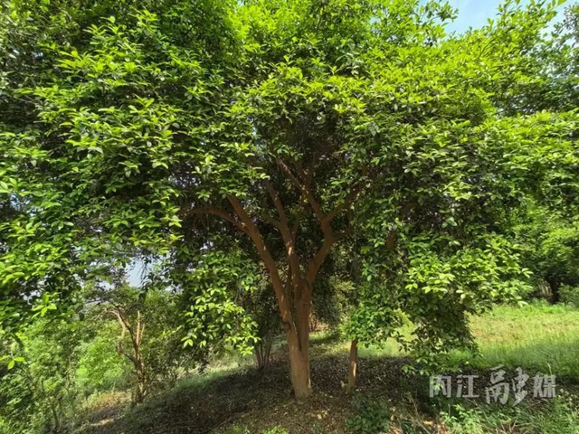古樹5.jpg