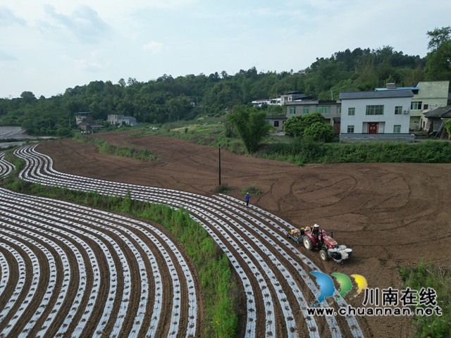 機播高粱現(xiàn)場（李桂漣攝）.jpg