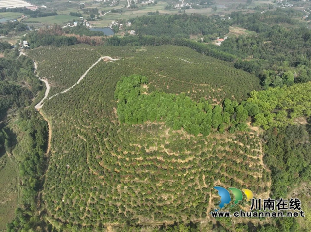 柯伯成建成的千畝油茶基地.jpg