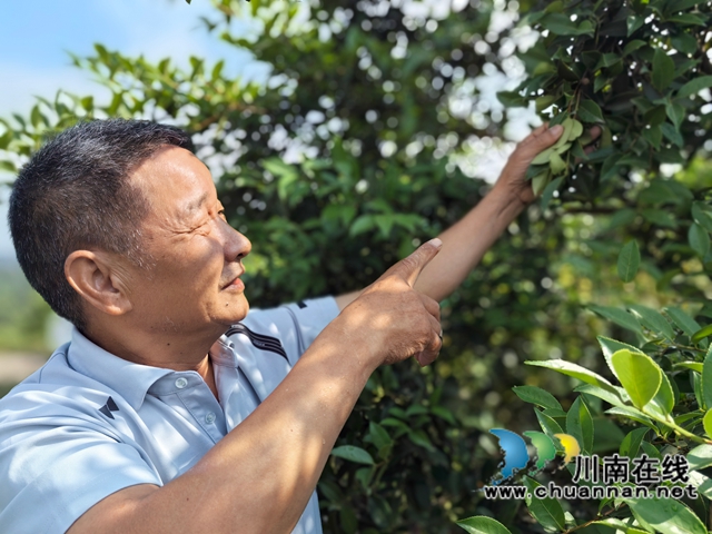 柯伯成在油茶基地查看茶果生長情況.jpg
