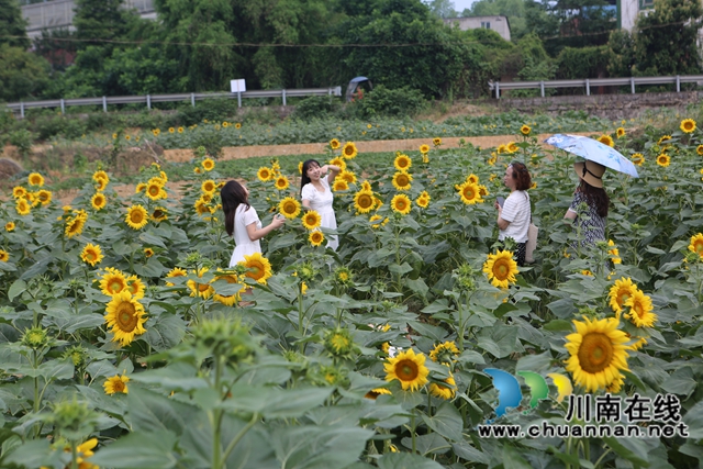 向日葵花海，游人如織（曾佐然攝）.JPG