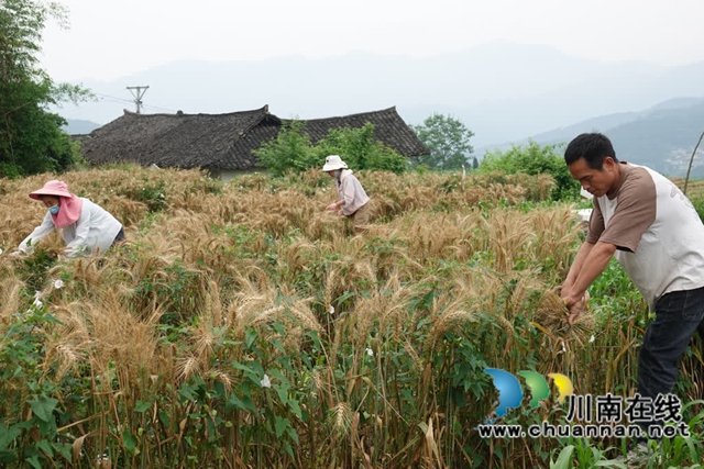 古藺：3萬(wàn)余畝小麥迎來(lái)豐收季，一地多用增收益
