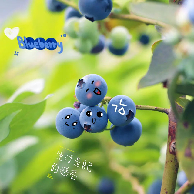 “納”果鮮香 | “藍”能可貴，“莓”麗相約 來納溪吃藍莓喲