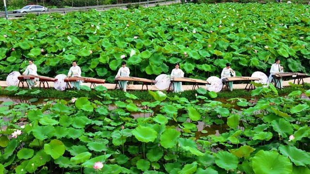 5km徒步活動(dòng)、音樂會(huì)、露營(yíng)、親子活動(dòng)……江陽區(qū)泰安街道“荷”你有約