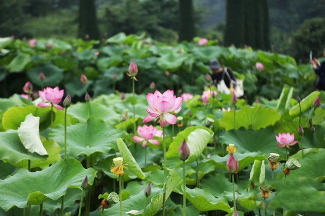 瀘州的荷花開了！乘公交赴一場(chǎng)夏日“荷”約吧
