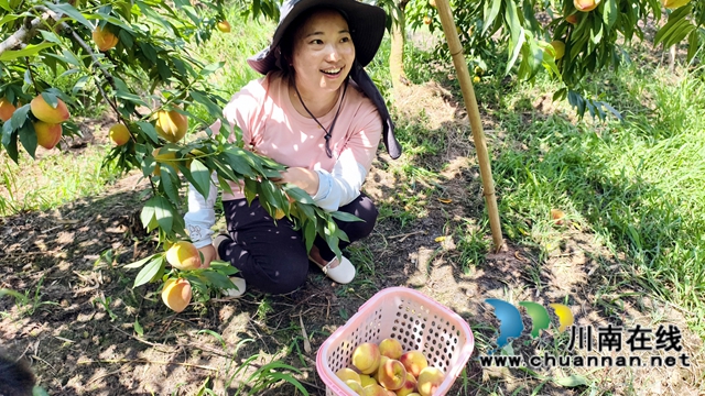 納溪合面鎮(zhèn)黃桃飄香：集體經濟壯起來 農民錢包鼓起來
