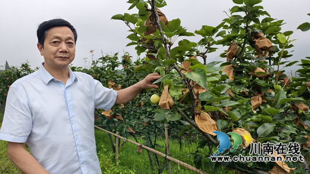 圖5：今年翠冠梨又是一個(gè)豐收年.jpg