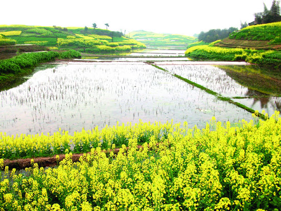 通灘鎮(zhèn)：萬(wàn)畝油菜花開兆豐年(圖1)
