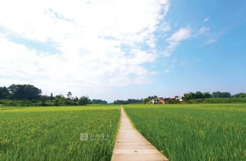 聚焦重點(diǎn)項(xiàng)目丨合江，手握鄉(xiāng)村振興“密碼”(圖2)