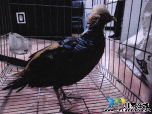 古藺法院審理一起非法獵捕珍貴、瀕危野生動(dòng)物案