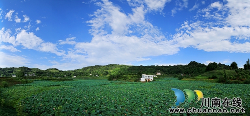 瀘州市江陽(yáng)區(qū)泰安街道“山色荷園·咀陽(yáng)荷花”攝影大賽評(píng)選揭曉(圖2)