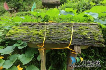 “藺沙溪”品牌創(chuàng)始人姜琳：誓讓古藺土特產(chǎn)走向全國！(圖22)