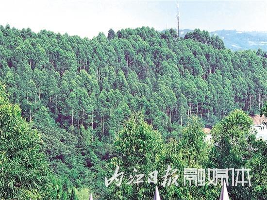 再添靚麗城市名片！內(nèi)江被命名為四川省森林城市