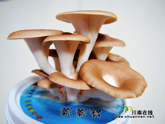 瀘縣得勝鎮(zhèn)得勝中心小學(xué)?？萍及嗟哪⒐教骄炕顒記_進四川省科技創(chuàng)新大賽(圖3)