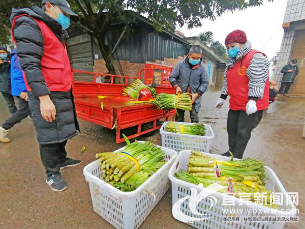 綠油油的新鮮蔬菜將送往武漢。（宜賓新聞網(wǎng) 陳憶 攝）