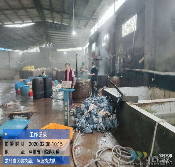 頂風(fēng)作案：龍馬潭一養(yǎng)殖場違規(guī)宰殺活禽被查處
