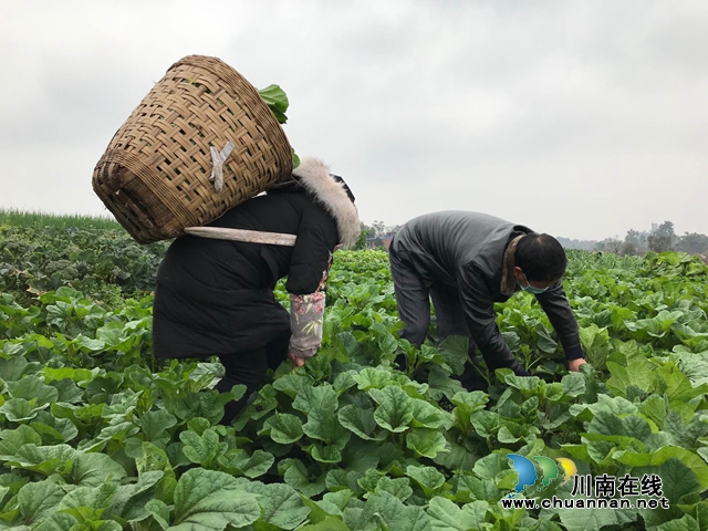破解鎮(zhèn)村“賣菜難、買菜難” 瀘縣推出“點(diǎn)菜”式貼心服務(wù)(圖2)
