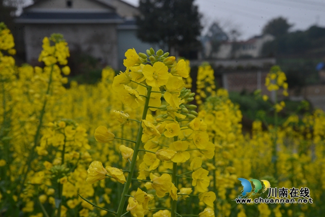 瀘縣：“戰(zhàn)”地菜花分外香 眾志成城“筑夢(mèng)”忙