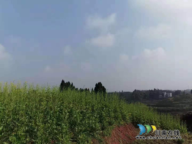 瀘縣太伏鎮(zhèn):“點(diǎn)單式”服務(wù)，春耕生產(chǎn)有保障(圖2)