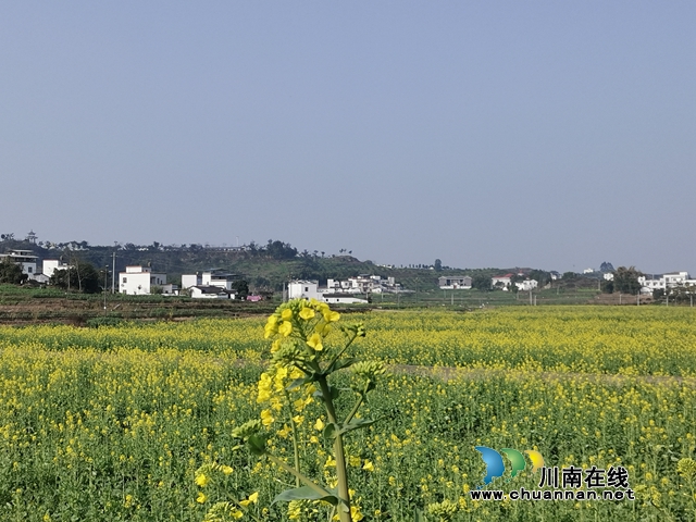保安全 瀘縣譚壩油菜花海閉園謝客(圖2)