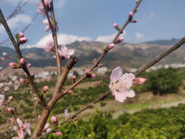 瀘州古藺：春已來臨 云端賞花正當(dāng)時(shí)(圖2)