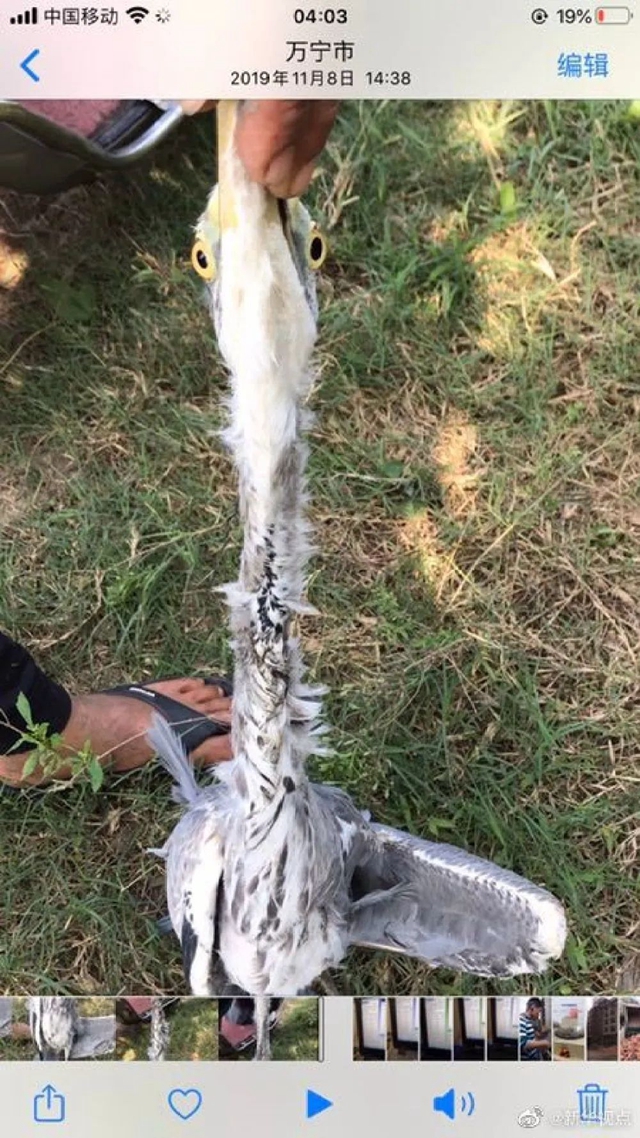 頂風作案！獵食野生動物，還發(fā)朋友圈炫耀(圖3)