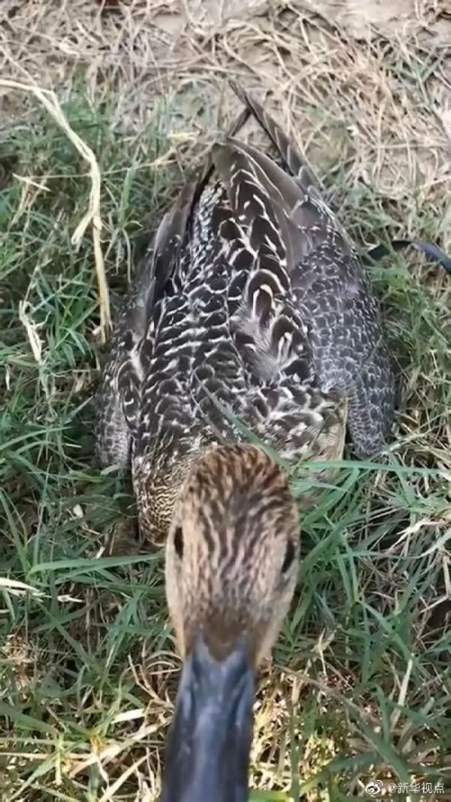 頂風作案！獵食野生動物，還發(fā)朋友圈炫耀(圖5)