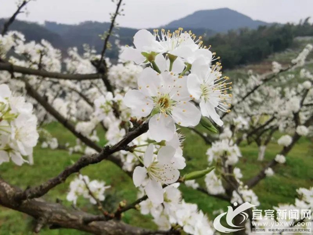 央視點贊宜賓的春花（美圖、視頻）(圖2)