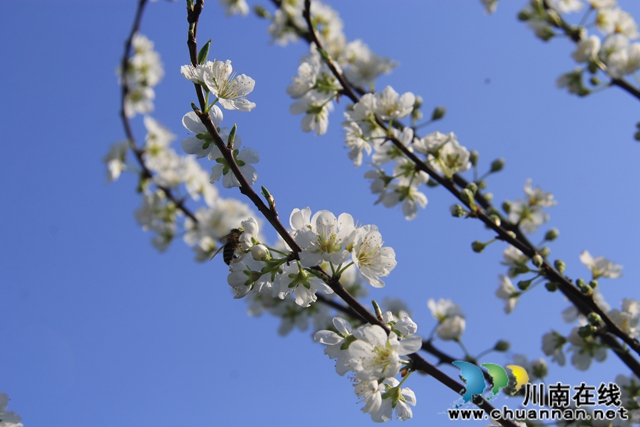 瀘縣云龍鎮(zhèn)：脆甜李花開(kāi)引蜜忙，六月豐收笑開(kāi)顏(圖7)