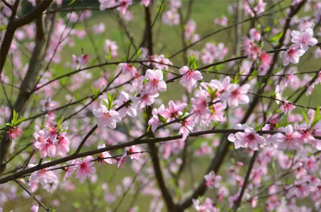 每日限500人次 ，瀘州植物園恢復(fù)開(kāi)園！(圖4)
